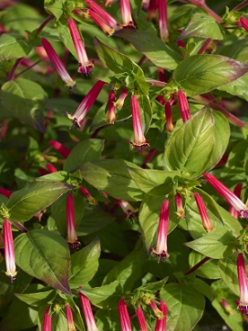 CUPHEA Hummingbird's Lunch